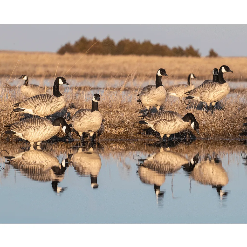 GHG XD Series Full-Body Honkers - Feeder 4 Pack