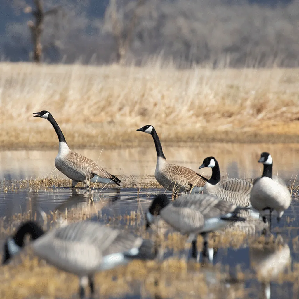 GHG XD Series Full-Body Honkers - Feeder 4 Pack