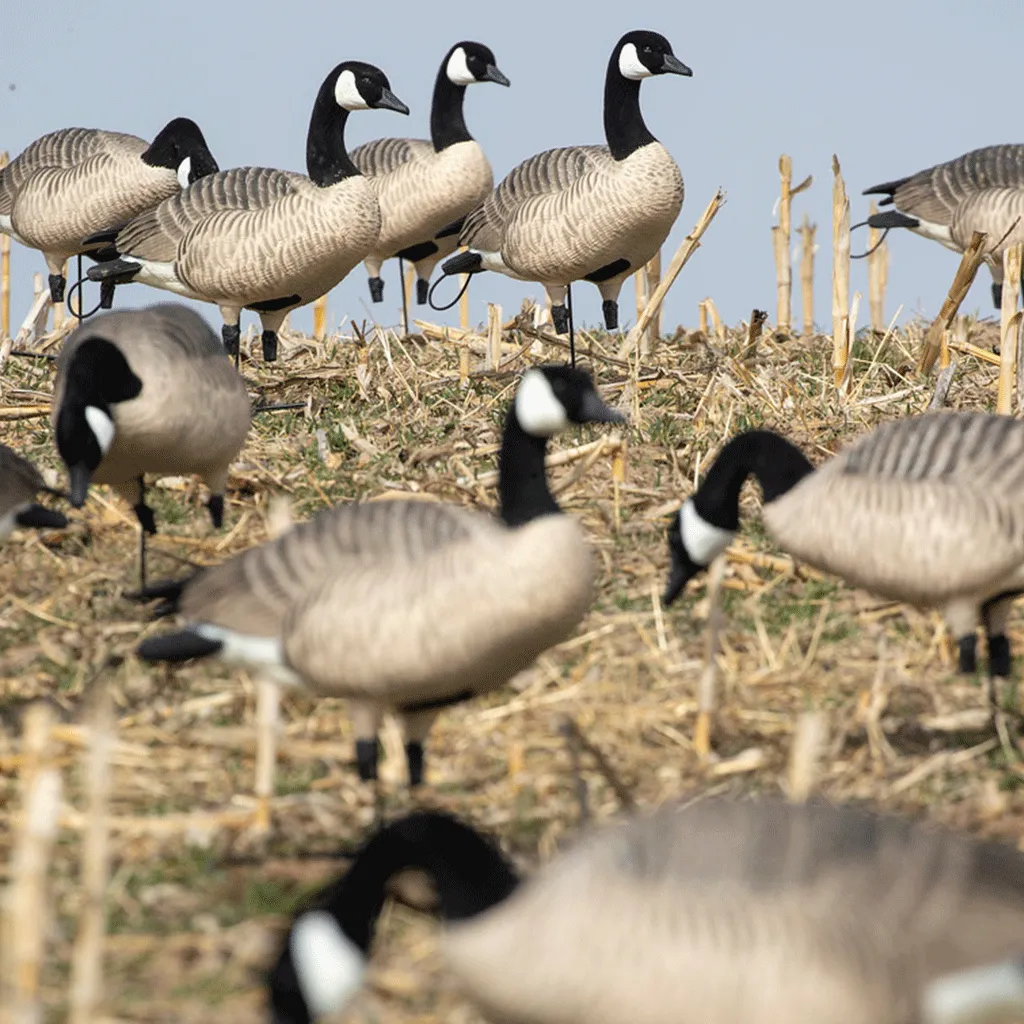 GHG XD Series Full-Body Honkers - Feeder 4 Pack