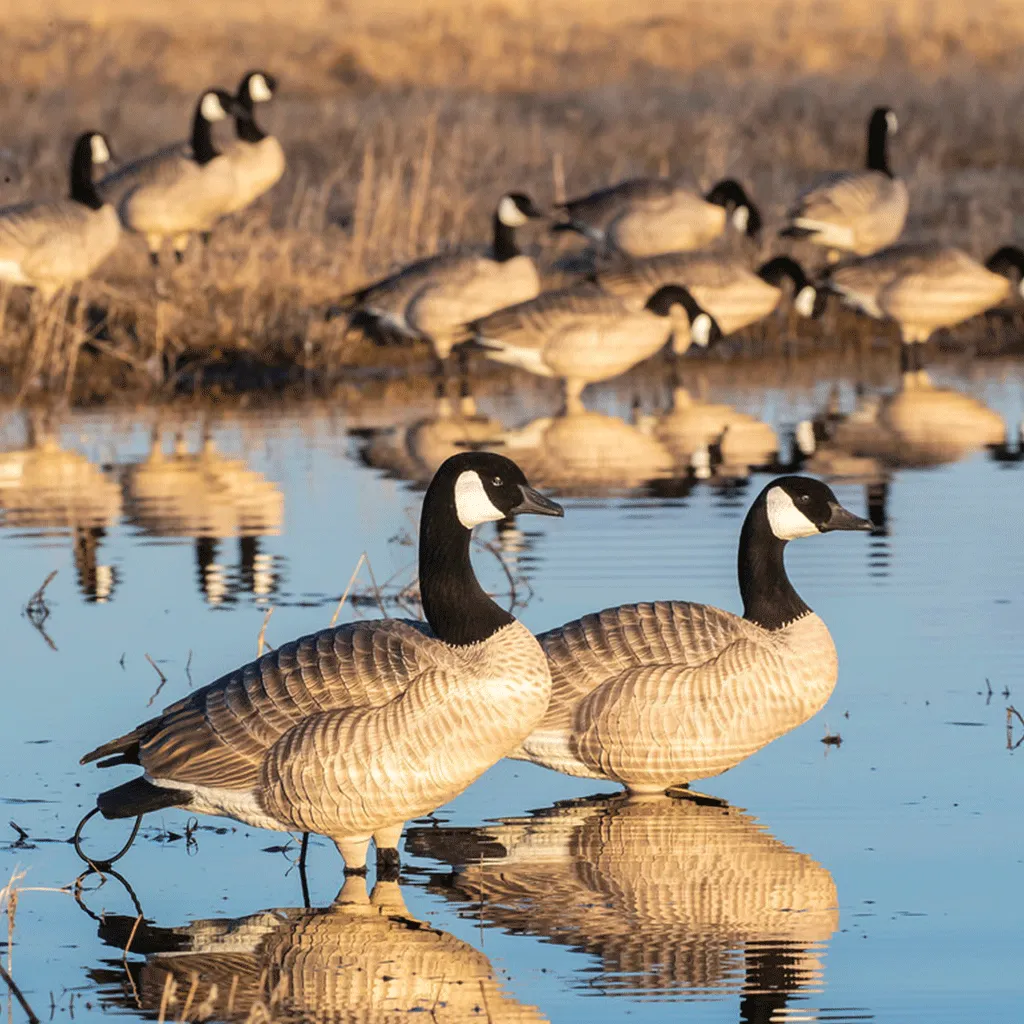 GHG XD Series Full-Body Honkers - Feeder 4 Pack