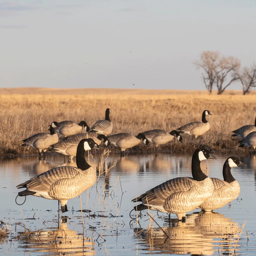 GHG XD Series Full-Body Honkers - Feeder 4 Pack