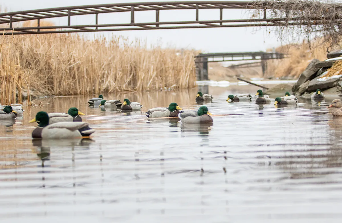 Migration Edition Mallard Drake Combo Pack - Fully Flocked