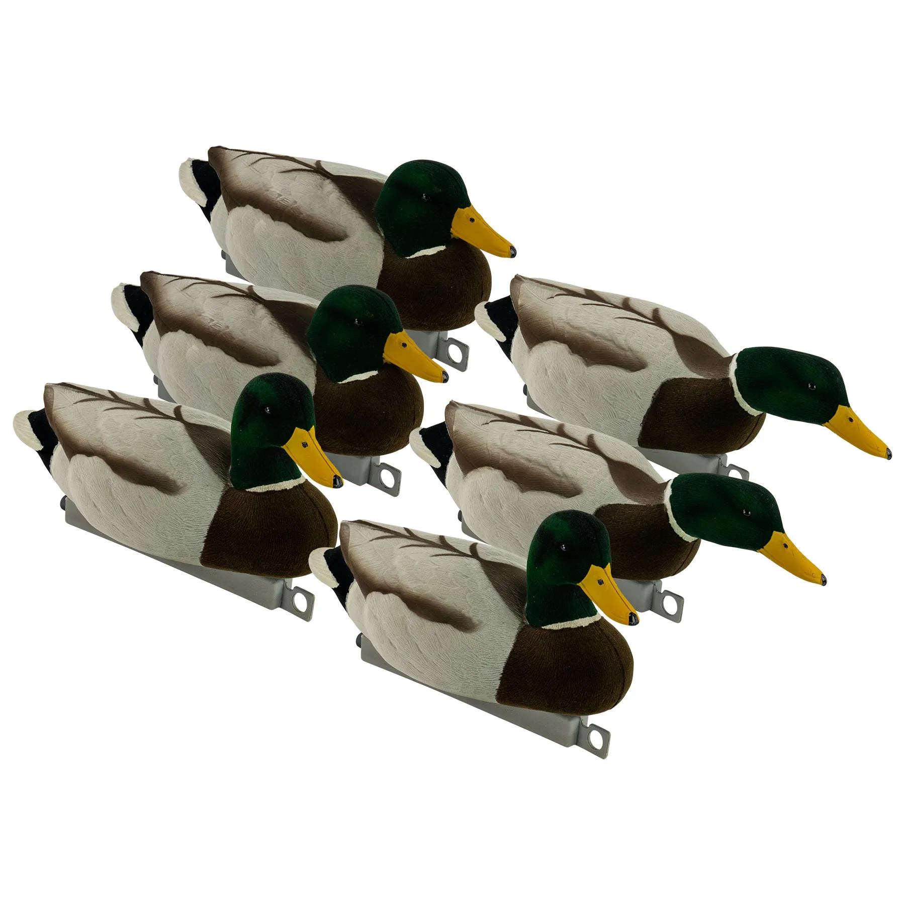 Migration Edition Mallard Drake Combo Pack - Fully Flocked